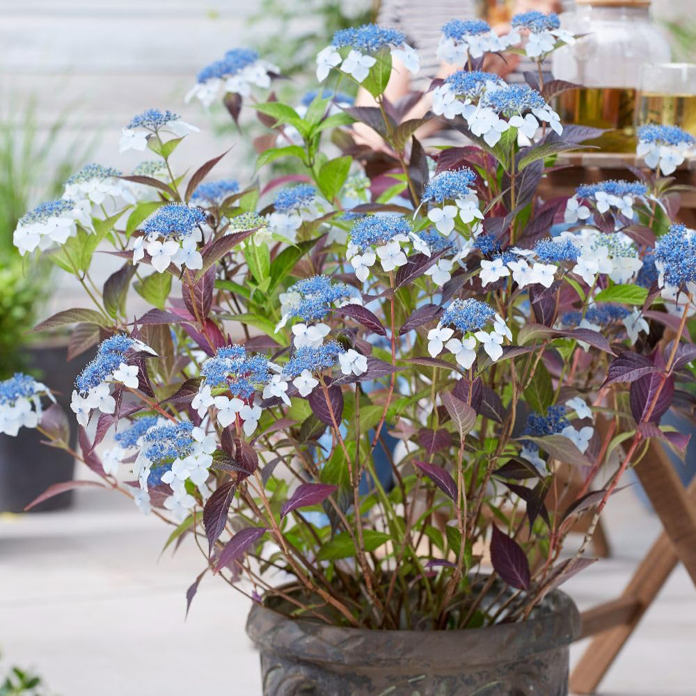 Thompson and Morgan Hydrangea Serrata Hydrangea Plant Pot 3L 2 Pack Image 3