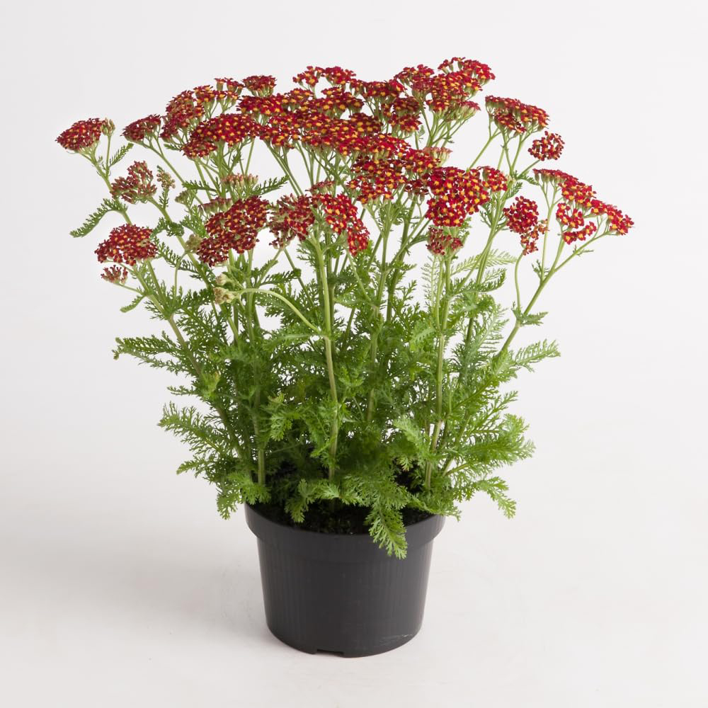 Thompson and Morgan Achillea Millefolium Milly Rock Red Plant Pot 3L Image 2