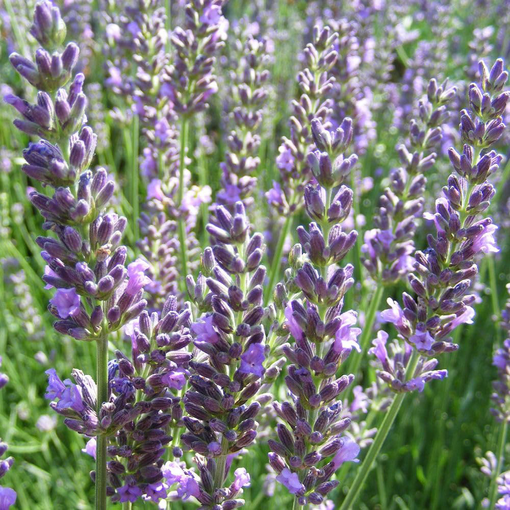 Thompson & Morgan Lavandula x Intermedia Heavenly Scent Plant Pot 3L 3 Pack Image 1
