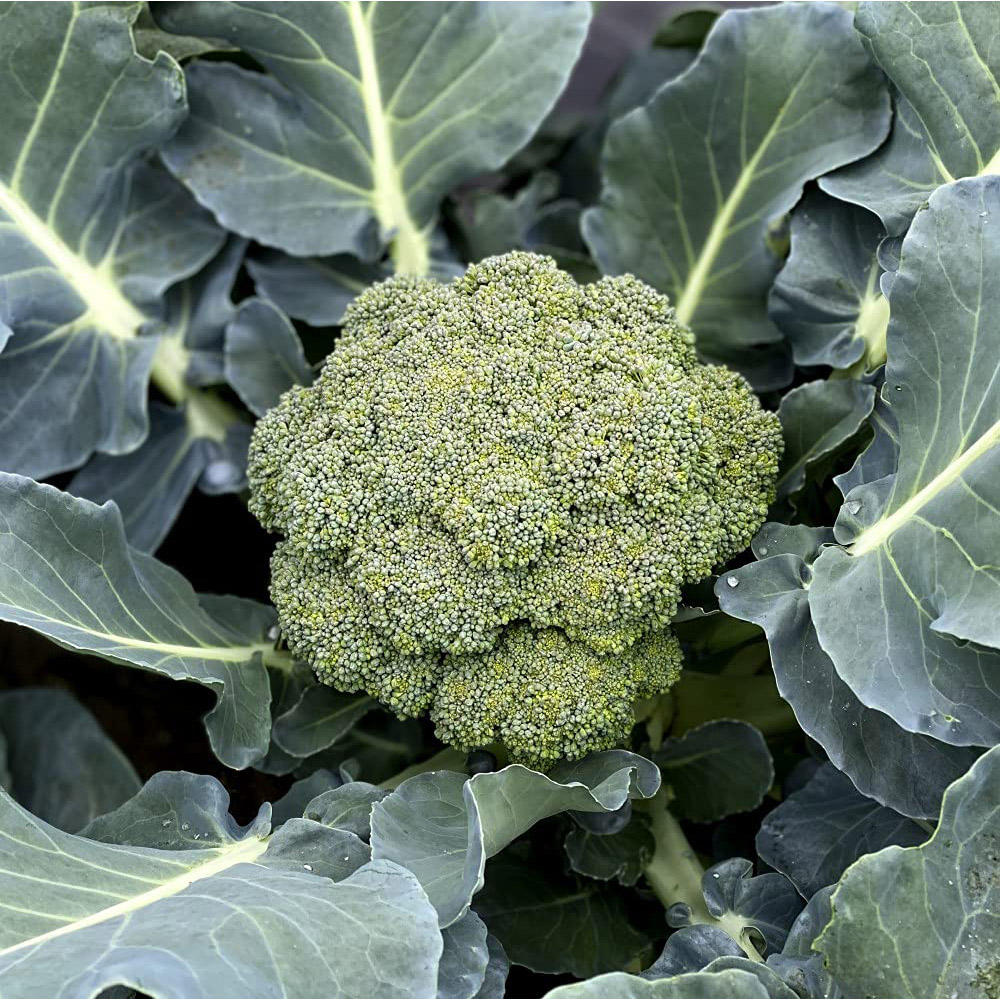 Thompson and Morgan Broccoli Blue Finn F1 Seeds Image 4