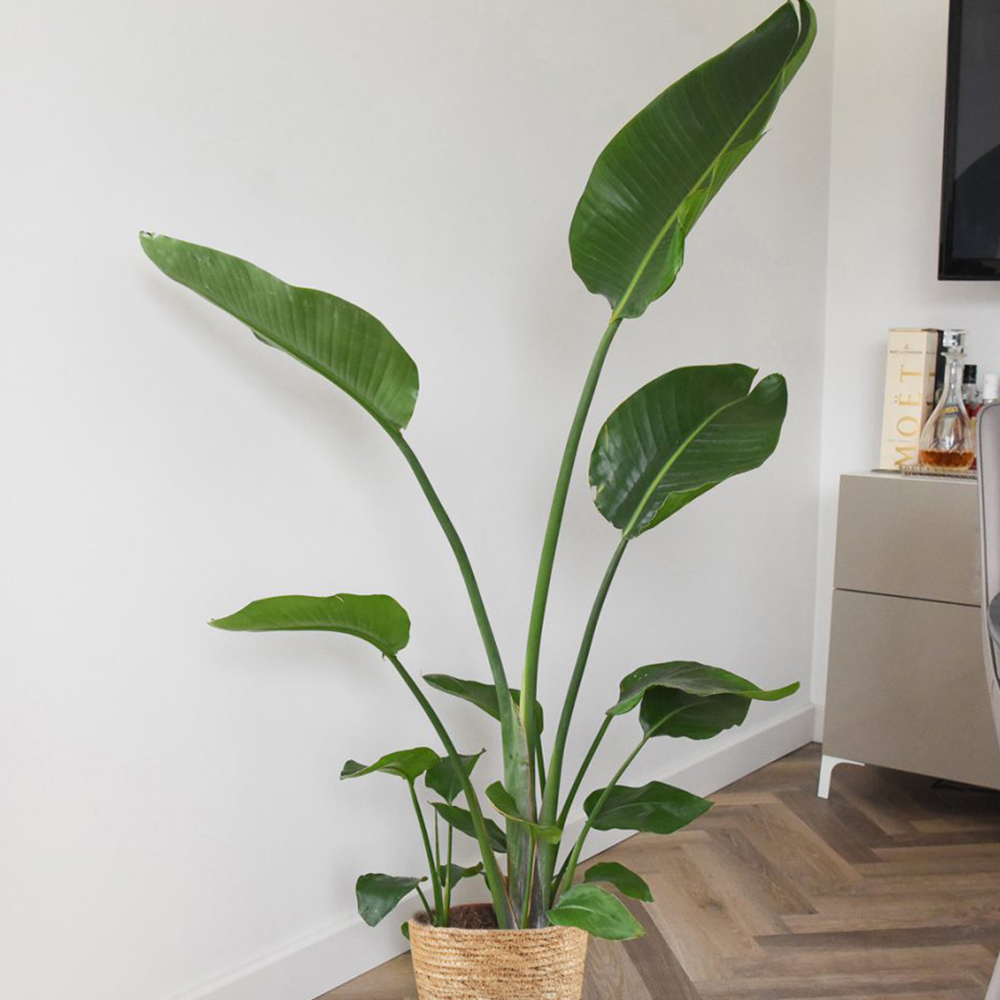 Thompson and Morgan Strelitzia Nicolai Plant Pot 21cm Image 1