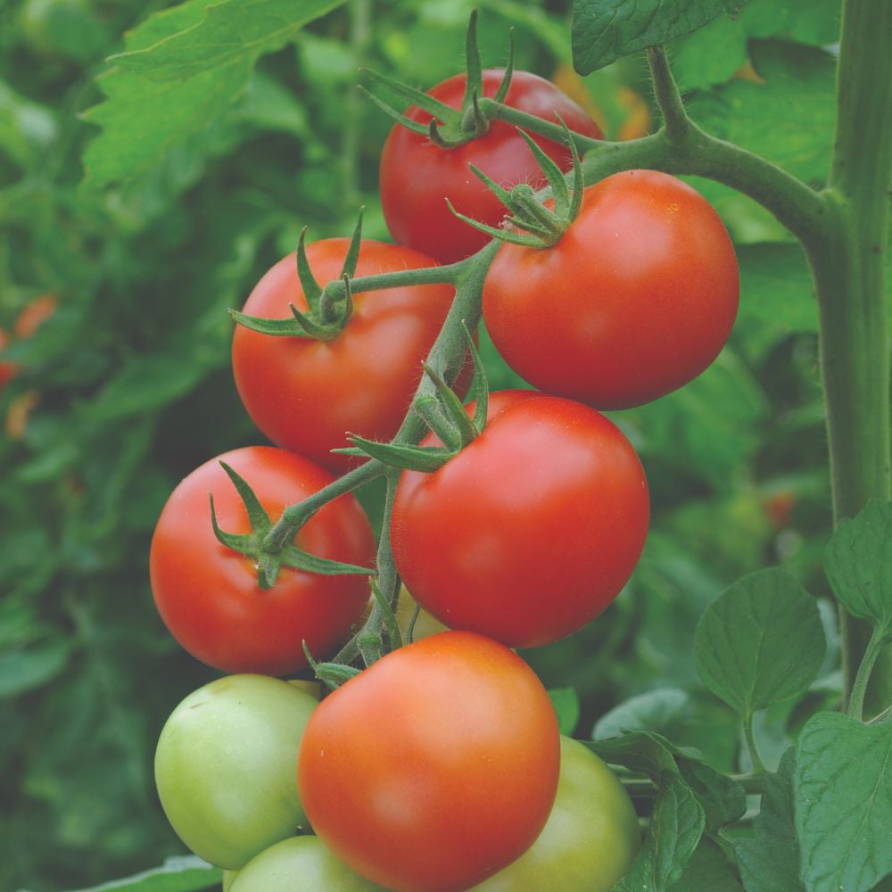 Thompson and Morgan Tomato Moneymaker Postiplug 6 Pack Image 3