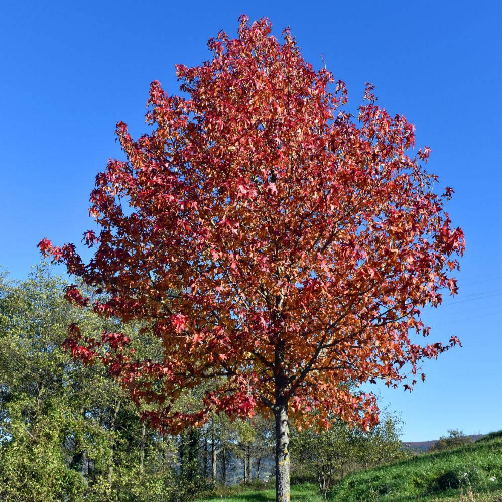 Thompson and Morgan Liquidambar Styraciflua Sweet Gum Plant in Pot 9cm 2 Pack Image 2
