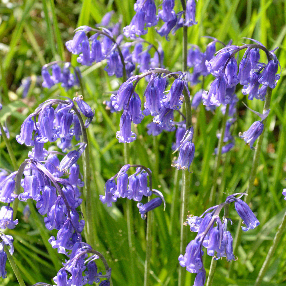wilko English Bluebells Planting Bulb 25 Pack Image 1