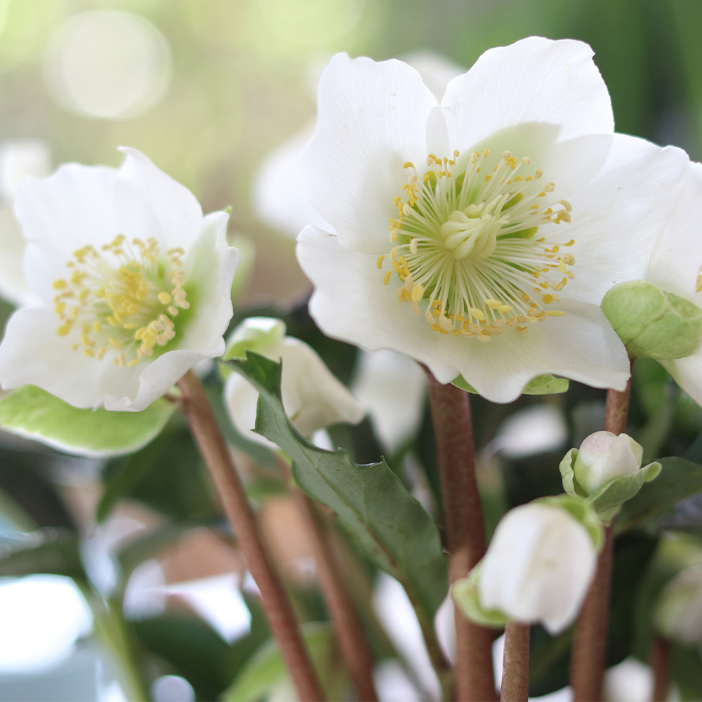 wilko Christmas Roses Helleborus Niger with Plant Pot 12cm 3 Pack Image 3