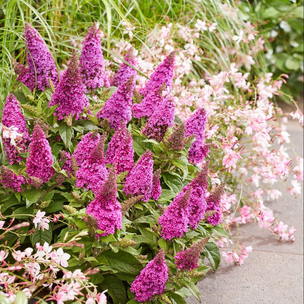Thompson and Morgan Buddleja Butterfly Candy Little Cerise Plant Pot 3L Image 3
