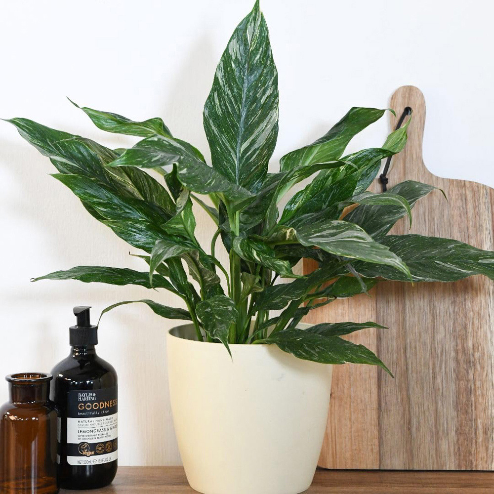 Thompson and Morgan Spathiphyllum Diamond Plant Pot 12cm Image 1