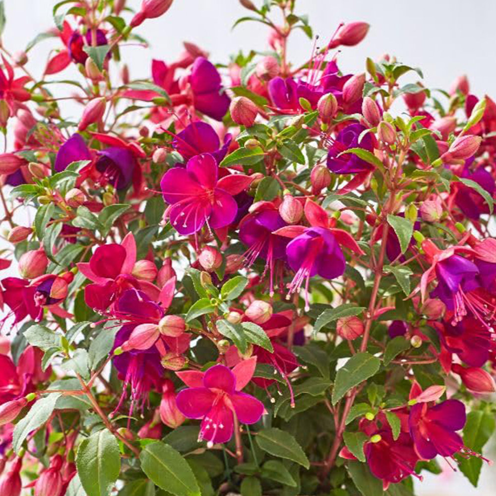 Thompson and Morgan Fuchsia Fuchsita Magenta Purple Plant Pot 3L Image 1