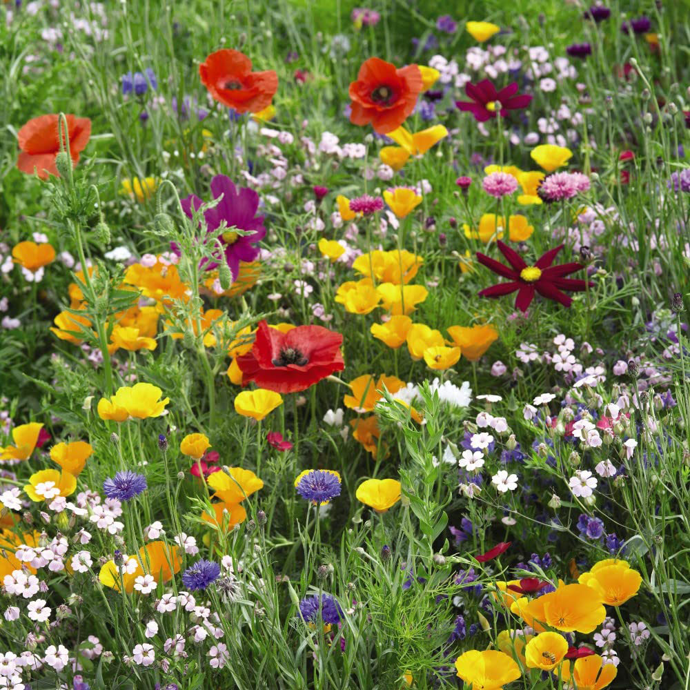 Thompson & Morgan Wild Flower Mix Seeds Image 3