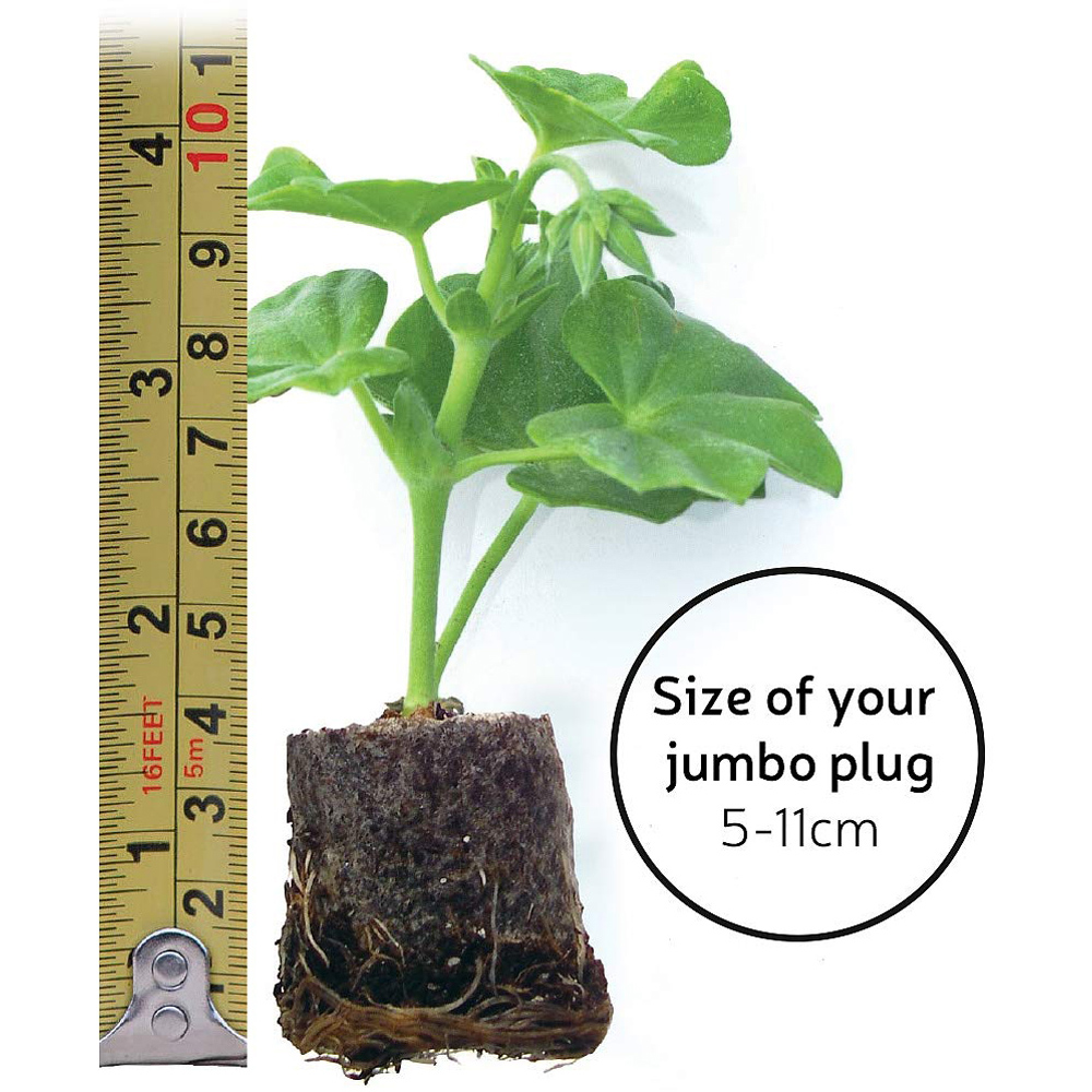 Thompson and Morgan Alstroemeria Tree Everest Mix Jumbo Plugs 6 Pack Image 3