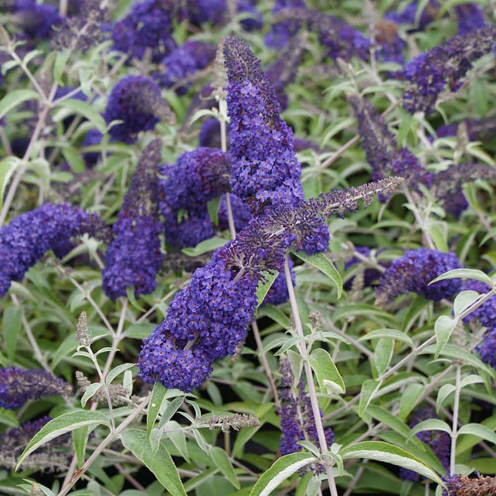 Thompson and Morgan Buddleja Davidii Adonis Blue Plant Pot 10L Image 1