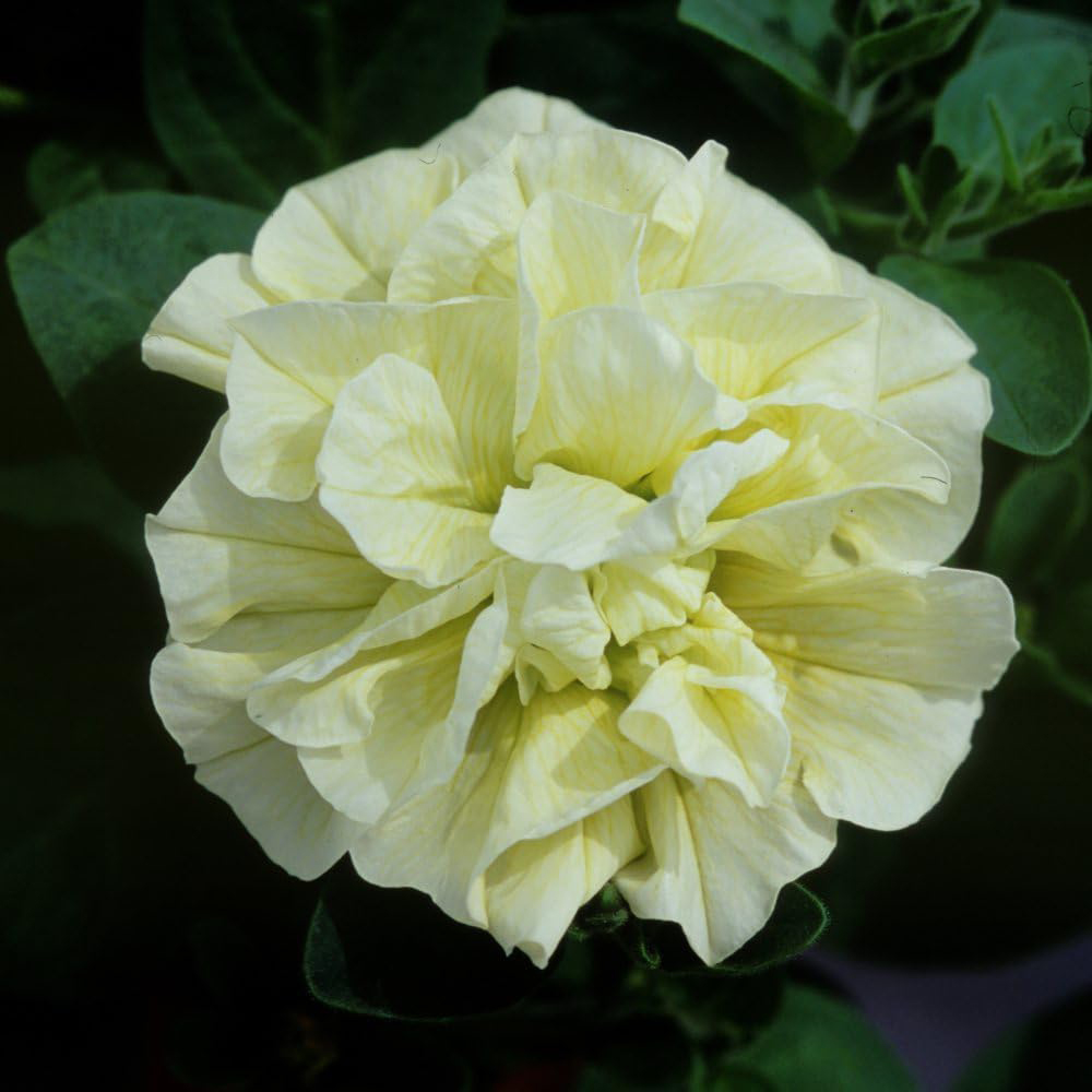 Thompson and Morgan Petunia Tumbelina Frills and Spills Susanna Postiplug Plant 10 Pack Image 4