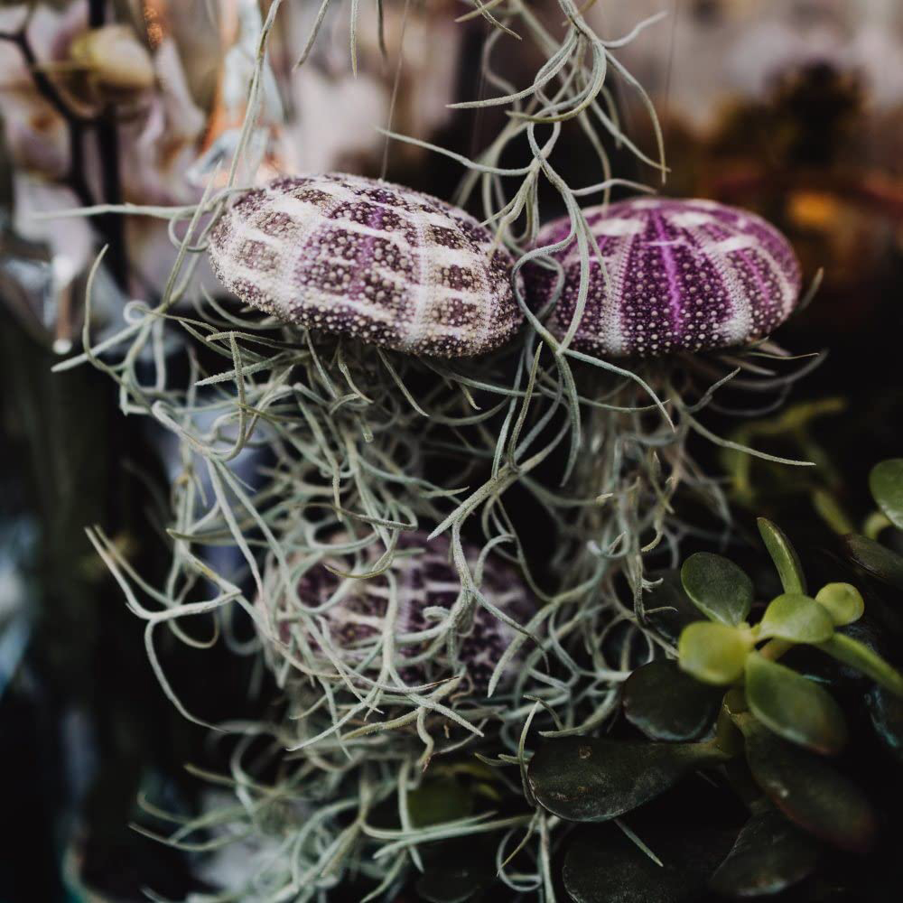 Thompson and Morgan Large Tillandsia Usneoides Jellyfish Air Plant Image 2