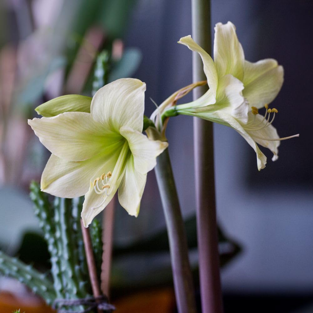 Thompson and Morgan Amaryllis Lemon Star Planting Bulb 2 Pack Image 3