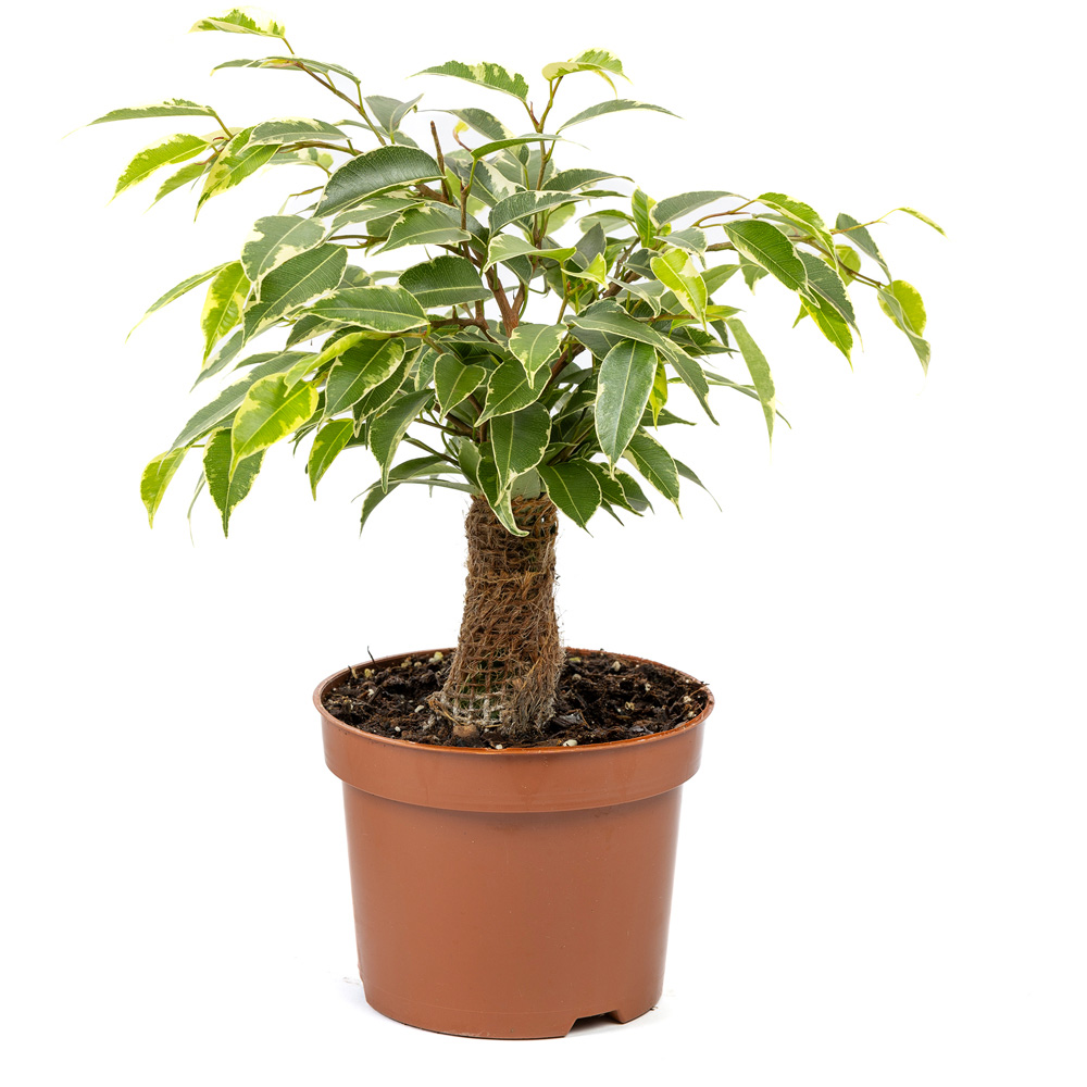 YouGarden Ficus Benjamina Kinky with Grey Pot Cover 12cm Image 2