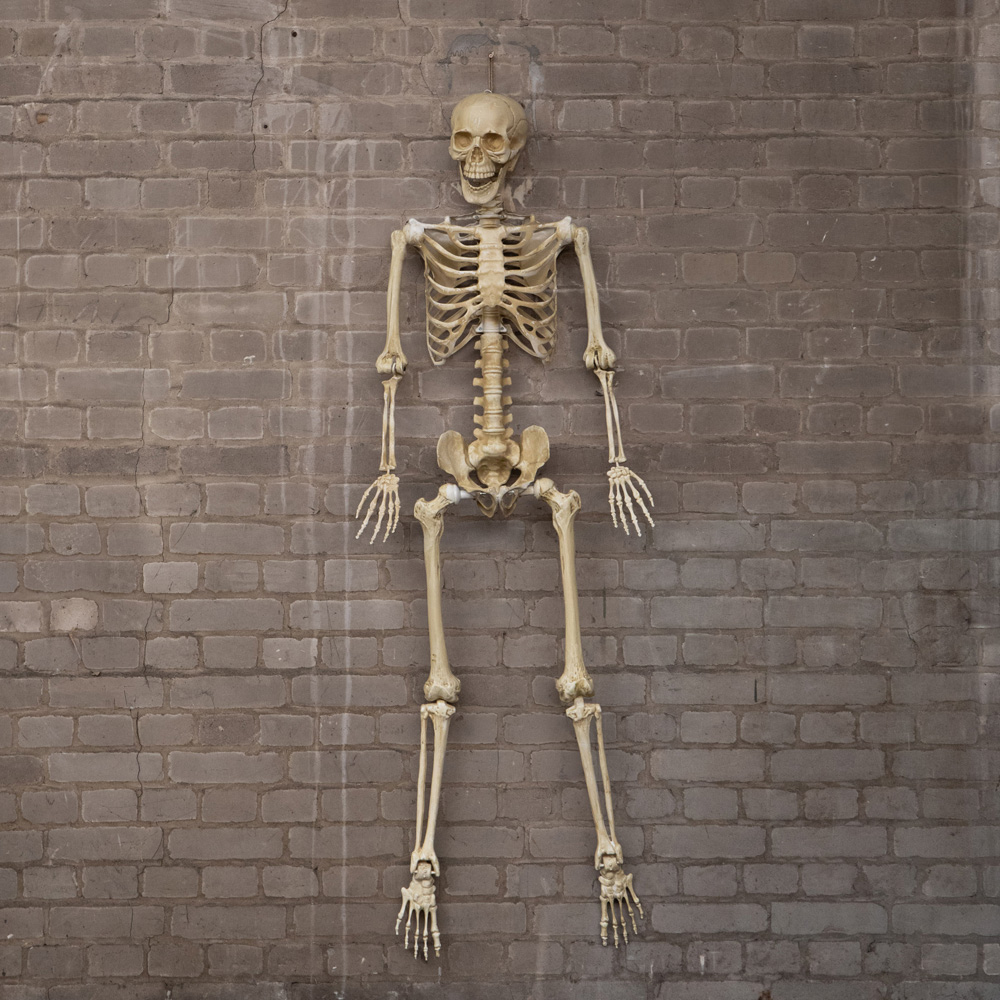Samuel Alexander Posable Full Body Skeleton Halloween Decoration 5ft Image 2