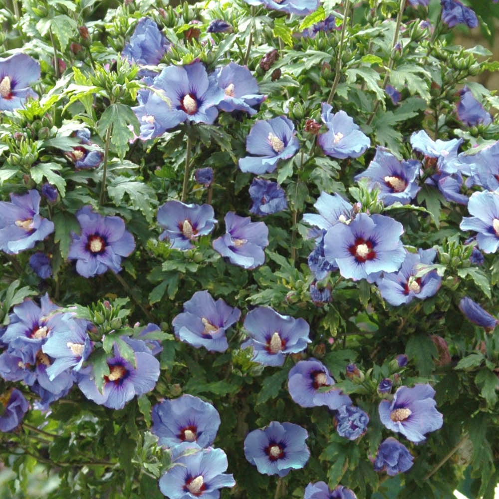 YouGarden Hibiscus Mini Standard Marina Plant Pot 15cm 2 Pack Image 2