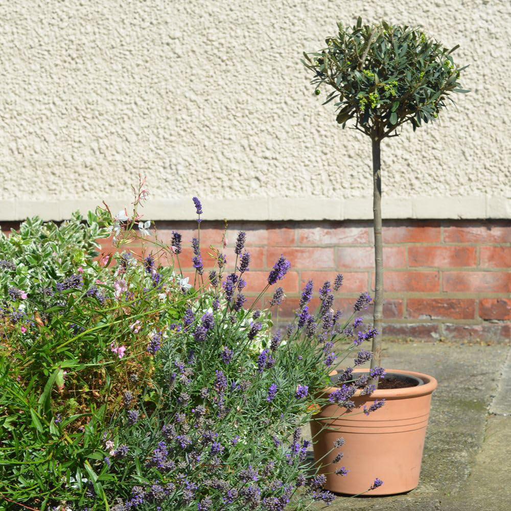 Thompson and Morgan Olea Olive Europaea Standard Plant Pot 18cm with Grey Planter Image 3