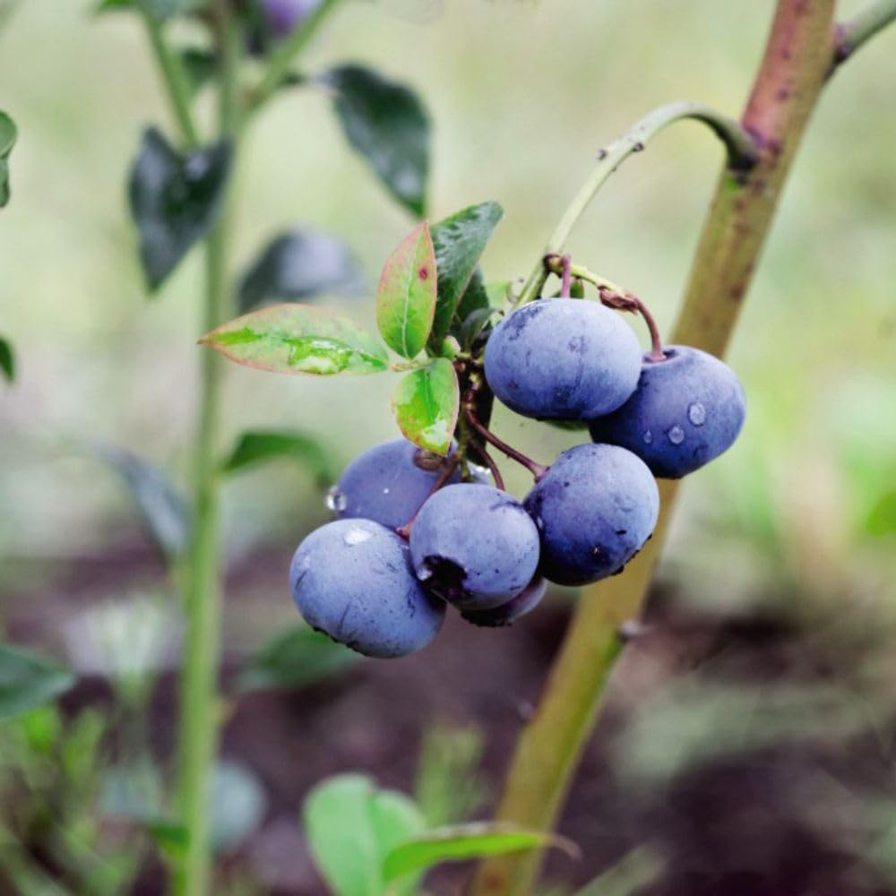 Thompson and Morgan Blueberry Vaccinium Blue gold Potted Plant 9cm Image 1