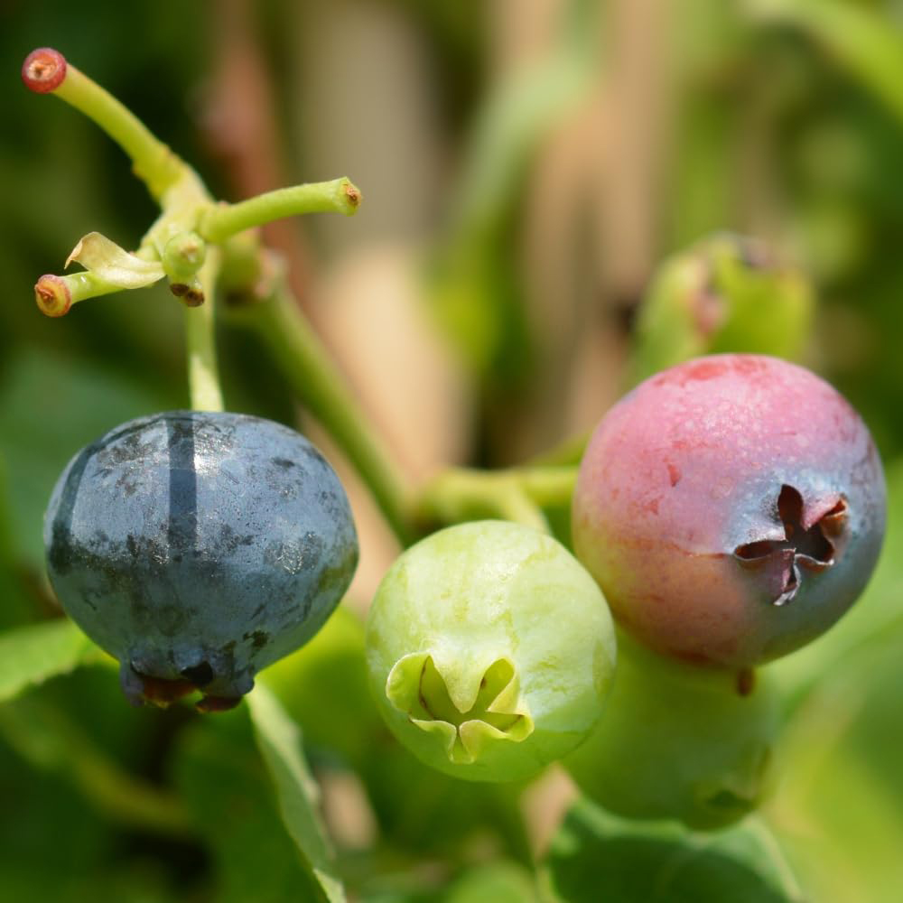 Thompson and Morgan Blueberry Vaccinium Gold Traube Potted Plant 9cm Image 1
