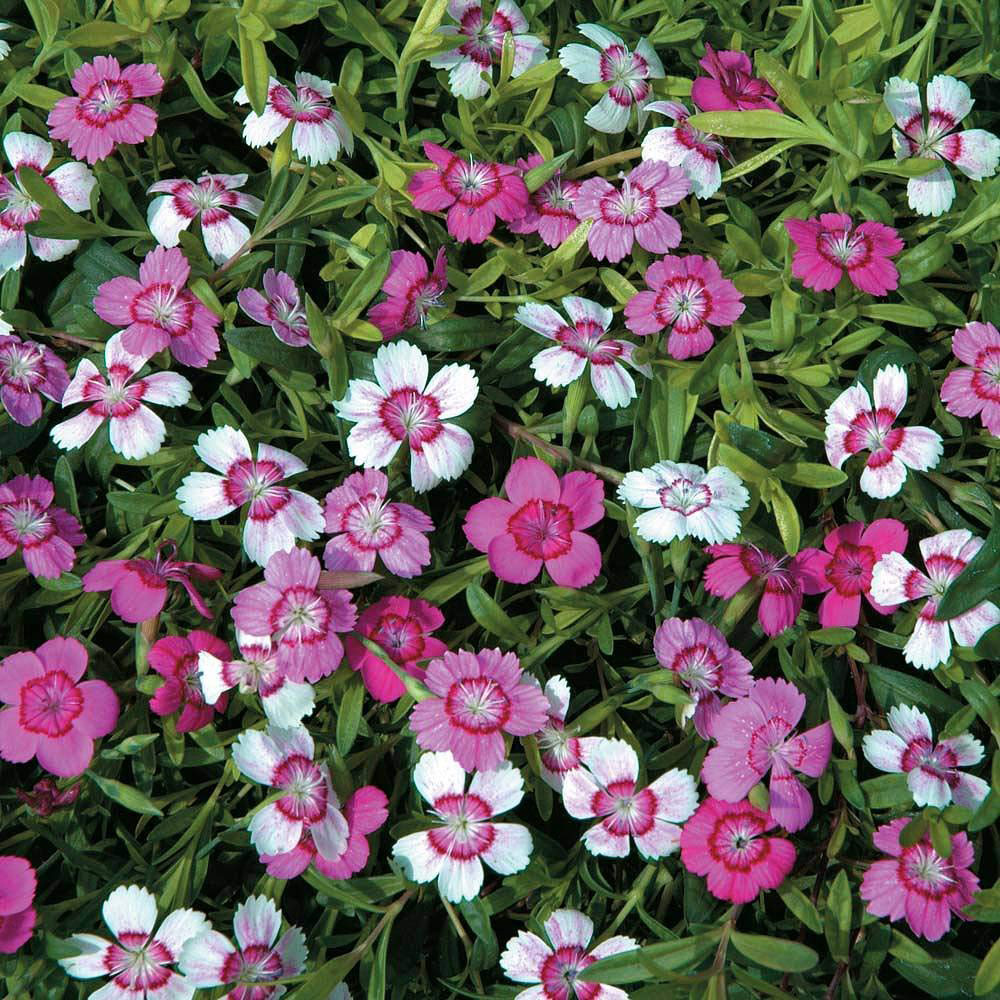 Thompson and Morgan Dianthus Deltoides Micro Chips Seeds Image 1