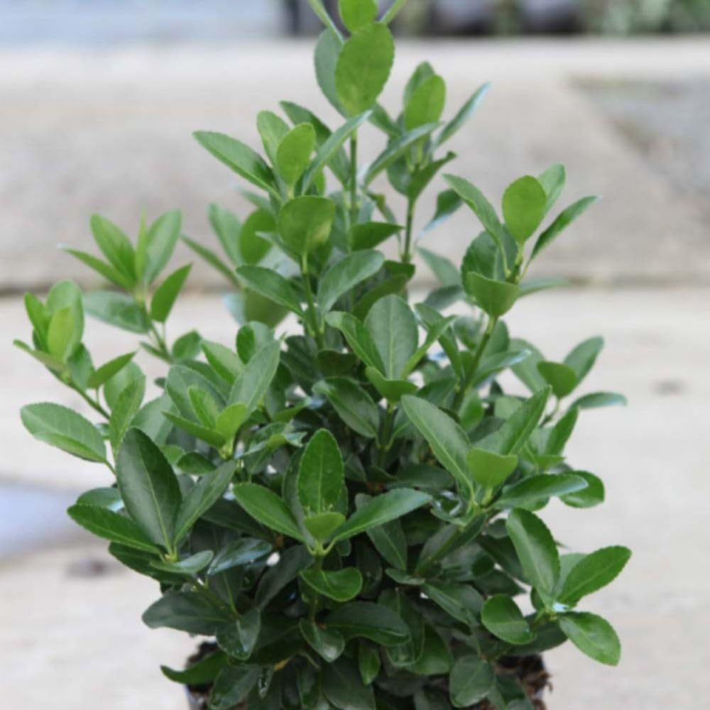 Thompson and Morgan Euonymus Japonicus Plant Pot 10L Image 1