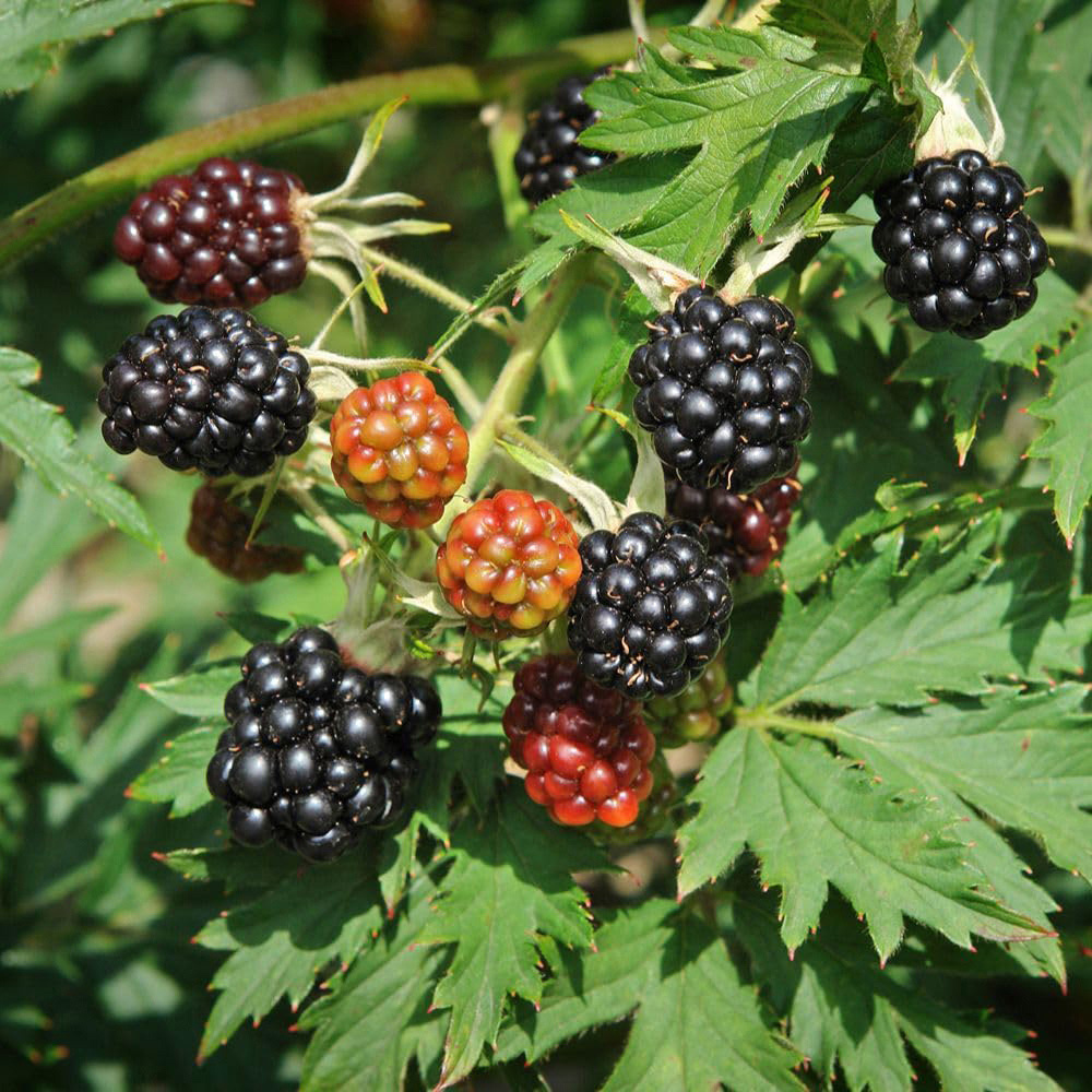 Thompson and Morgan Blackberry Rubus Thornless Evergreen Plant Pot 2L 2 Pack Image 1