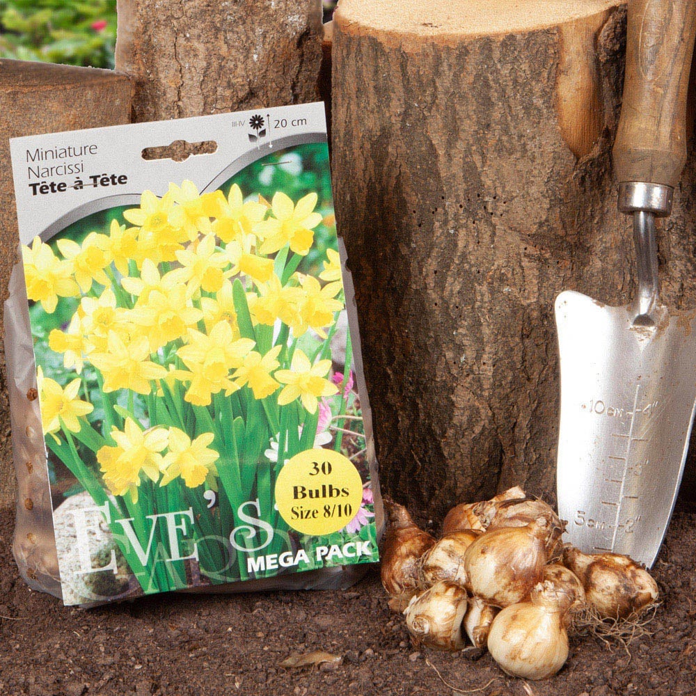 wilko Narcissus Tete a Tete Golden Yellow Planting Bulb 30 Pack Image 3