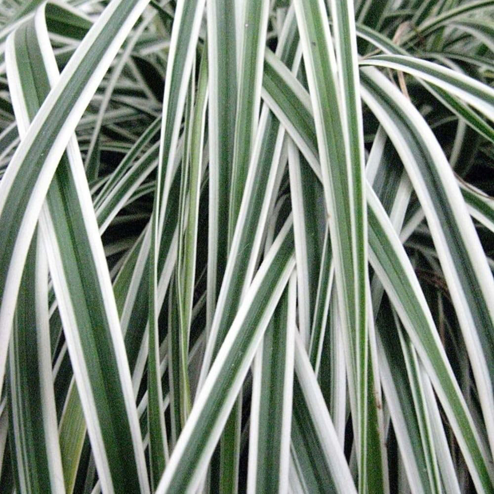 Thompson and Morgan Carex Oshimensis Everest Plant Pot 9cm Image 2