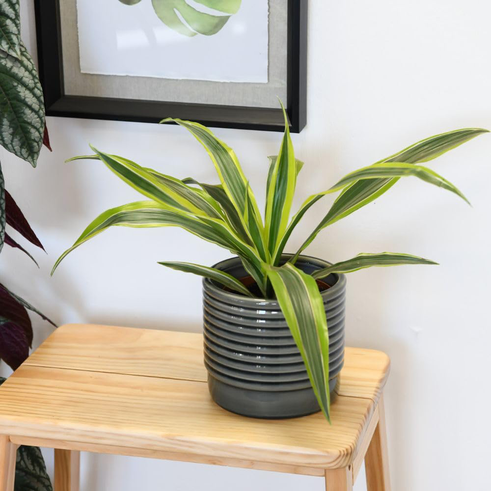 Thompson and Morgan Dracaena Dragon Tree Fragrans Lemon Lime Plant Pot 12cm 2 Pack Image 4