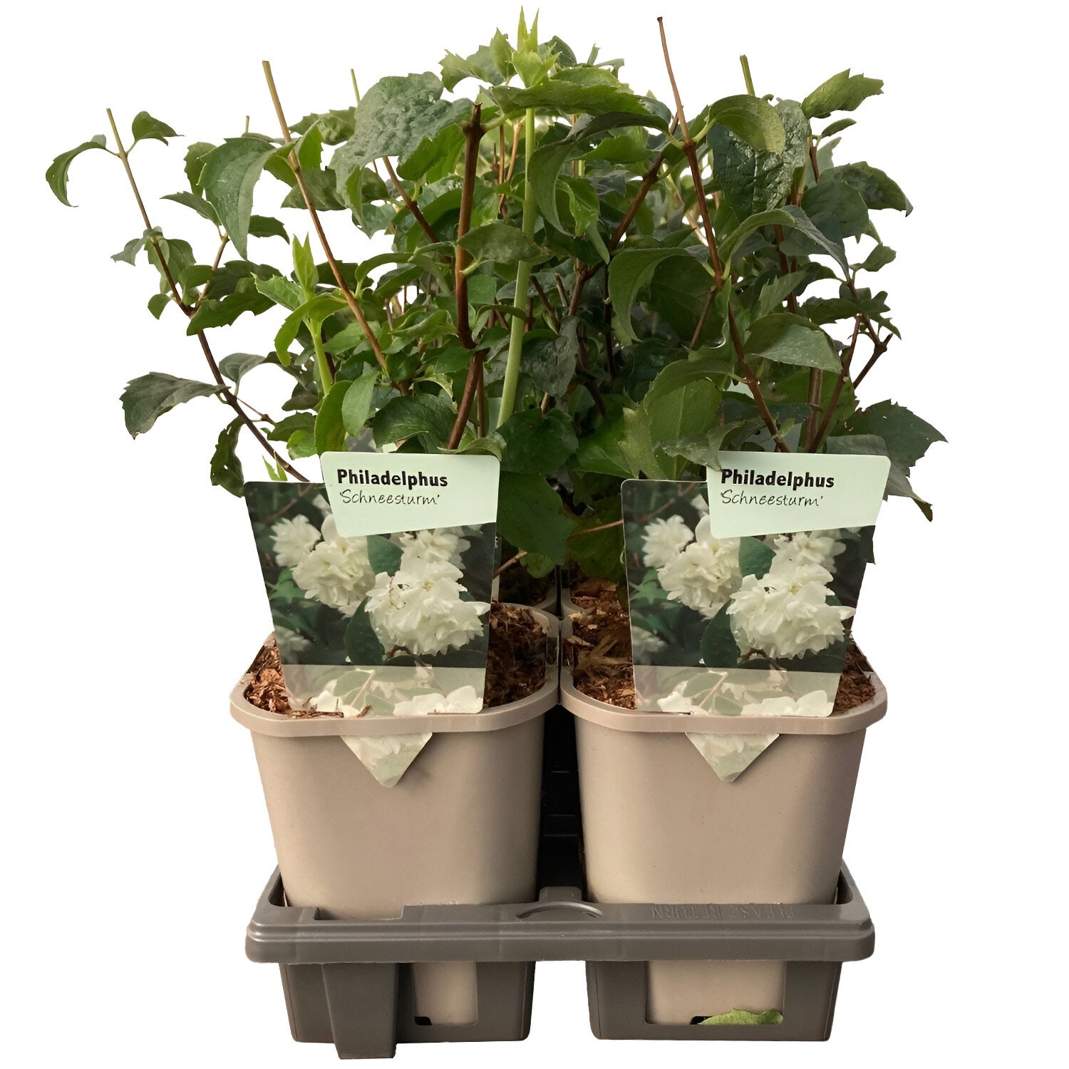 Philadelphus Schneesturm - White Image