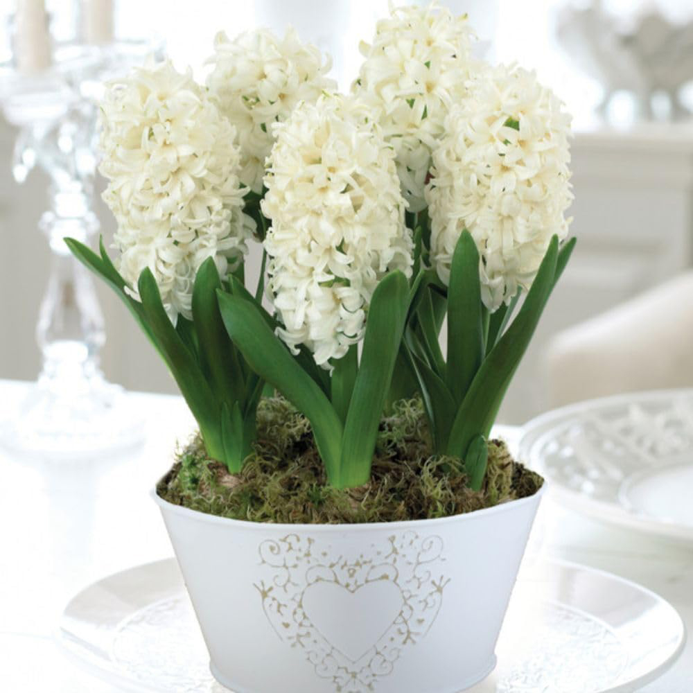 Thompson and Morgan Christmas Gift Hyacinth White Pearl 5 Planting Bulb in Pot Image 3