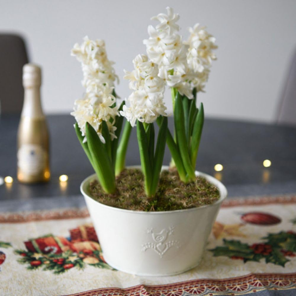 Thompson and Morgan Christmas Gift Hyacinth White Pearl 5 Planting Bulb in Pot 2 Pack Image 1
