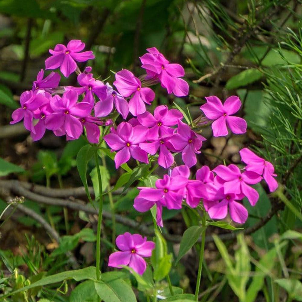 Thompson and Morgan Silene Dioica Rollies Favorite Plant Pot 9cm Image 1