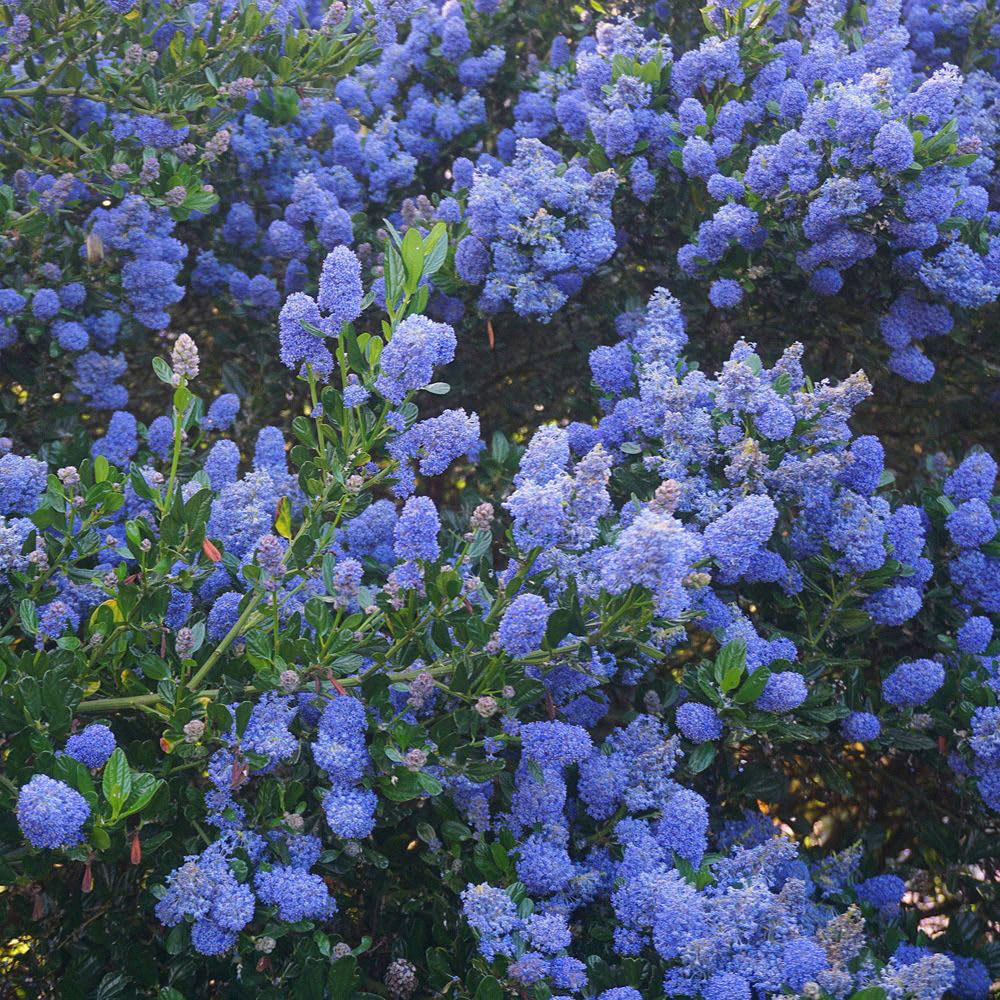 Thompson and Morgan Ceanothus Arboreus Italian Skies Plant Pot 9cm 3 Pack Image