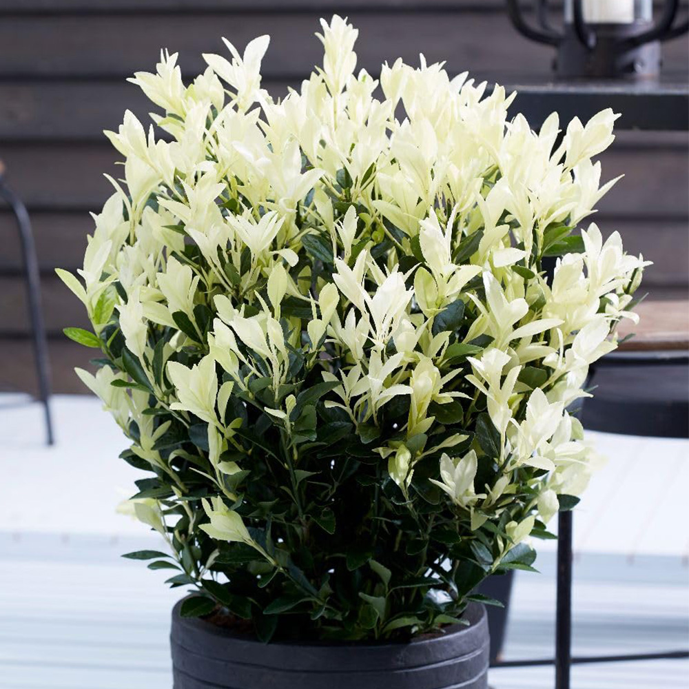 Thompson and Morgan Euonymus Japonicus Himalaya Plant Pot 7.5L Image 1