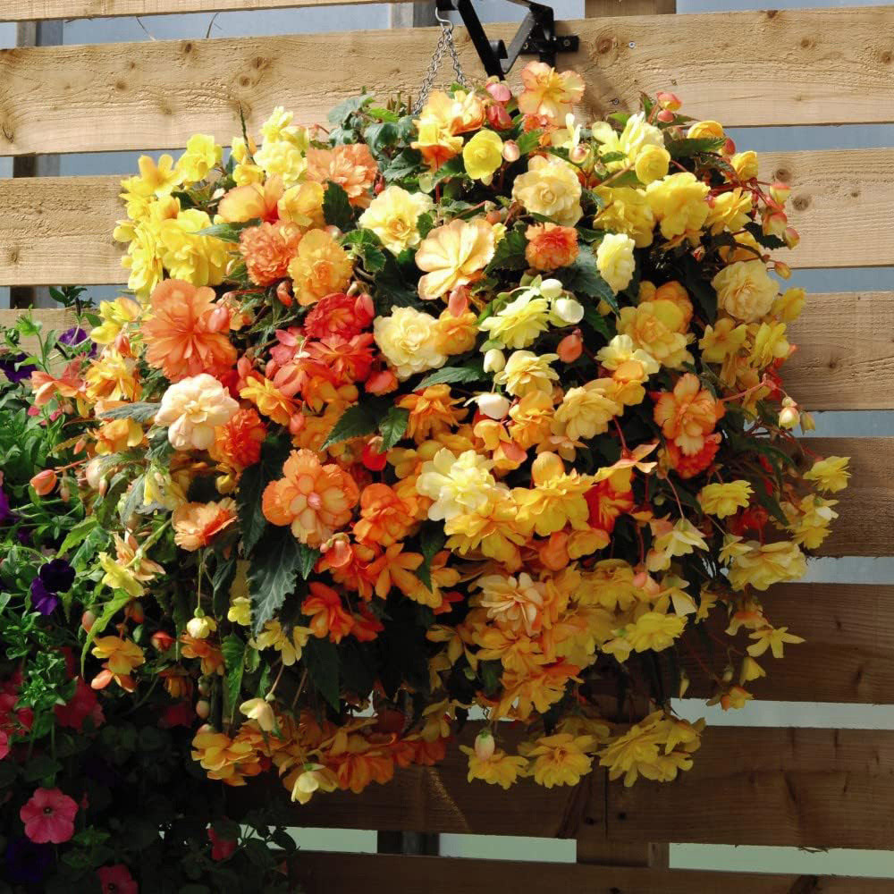 Thompson and Morgan Begonia Apricot Shades Preplanted Hanging Basket 25cm 4 Pack Image 2