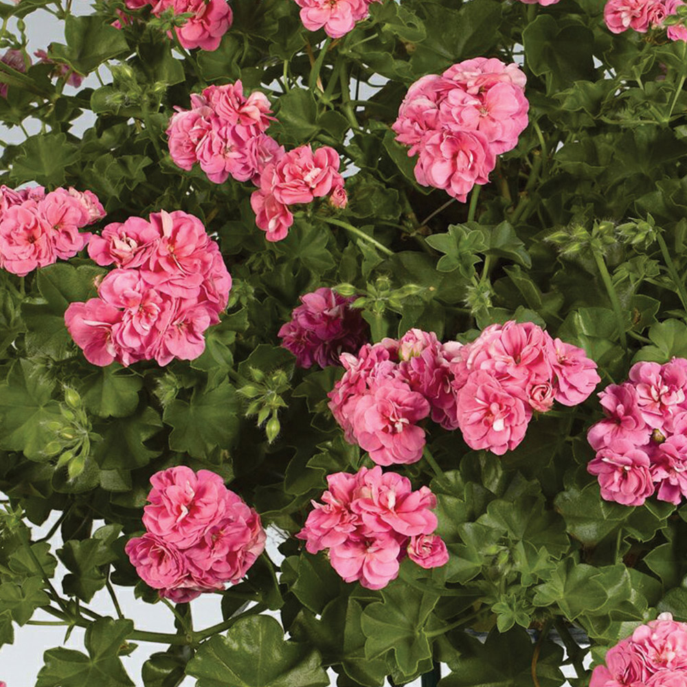 YouGarden Geranium Rosebud Collection Plug Plant 12 Pack Image 4