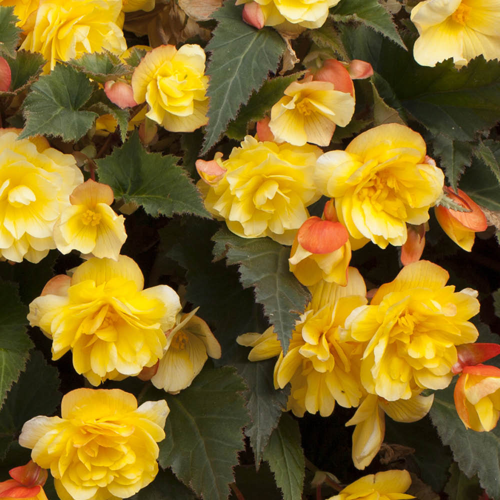 YouGarden Begonia Apricot Shades Rattan Hanging Baskets 2 Pack Image 1