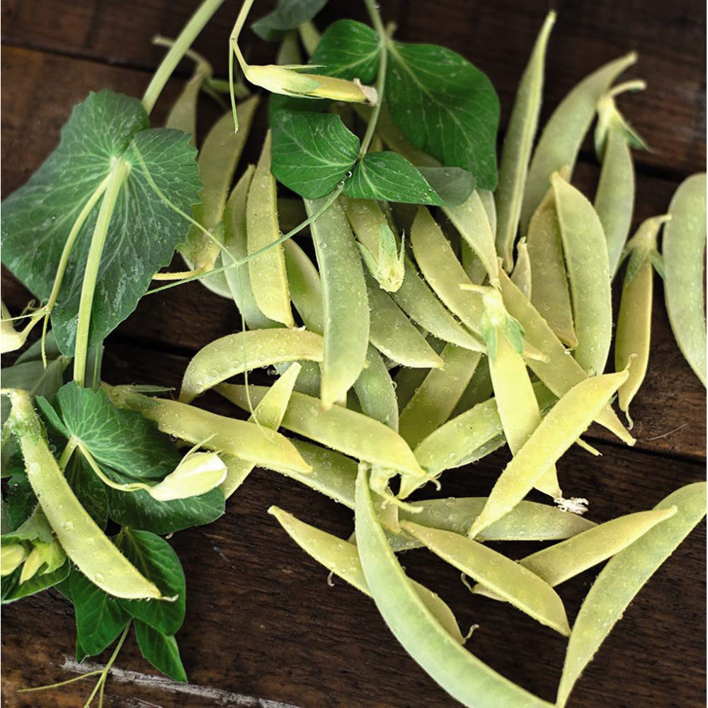 Thompson and Morgan Pea Sugarsnap Opal Creek Seeds Image 2