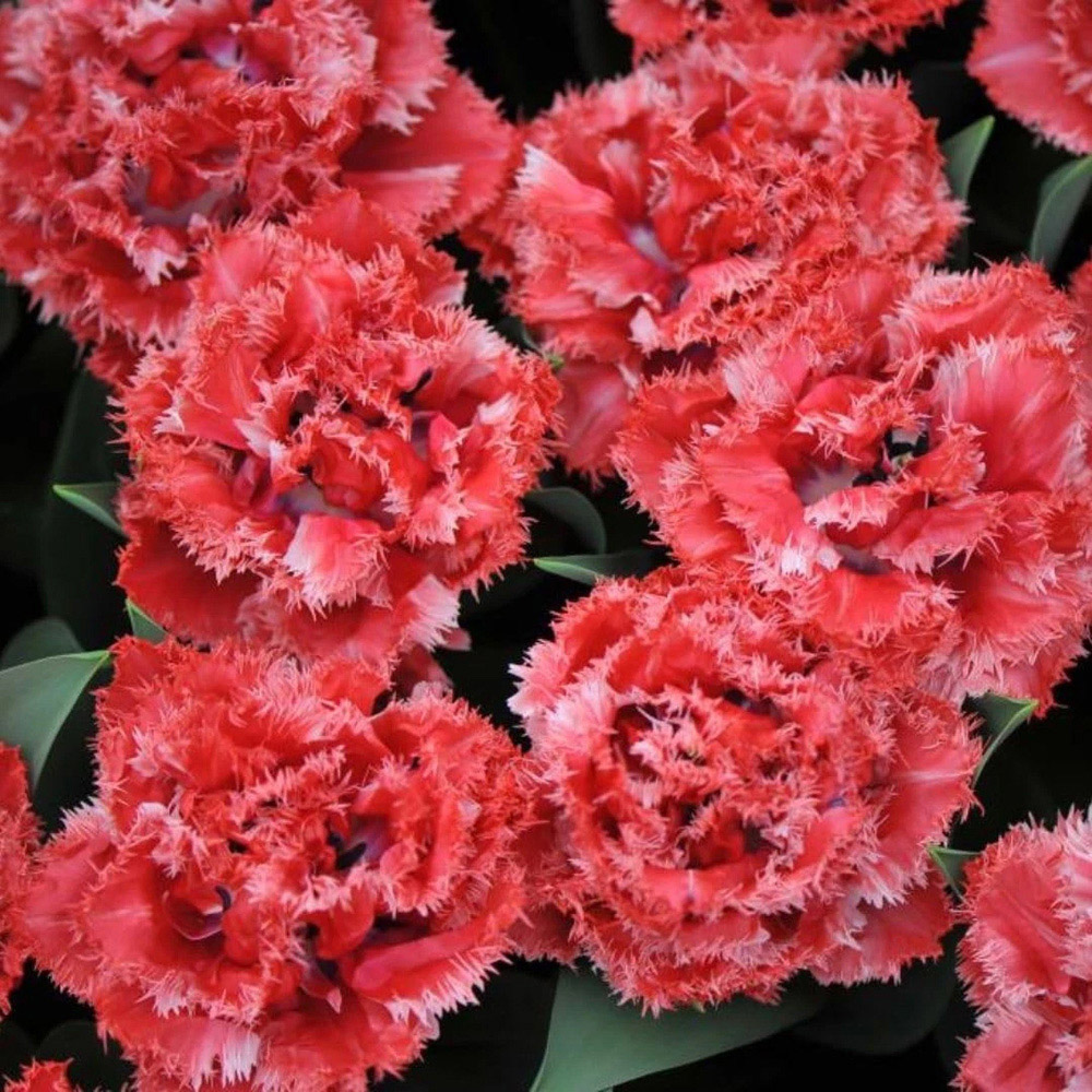 Thompson and Morgan Tulip Doubles Collection Planting Bulb 90 Pack Image 6