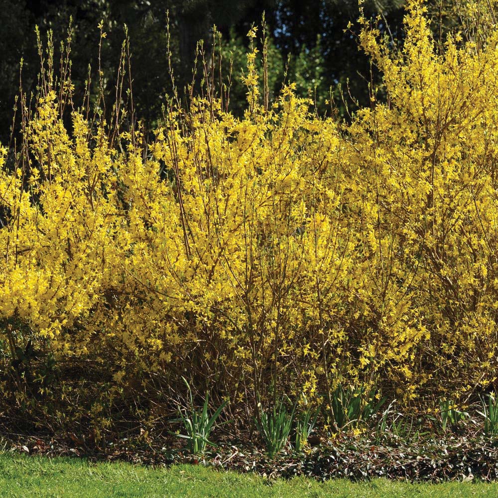Thompson and Morgan Forsythia Intermedia Spectabilis Plant Pot 9cm 2 Pack Image 2