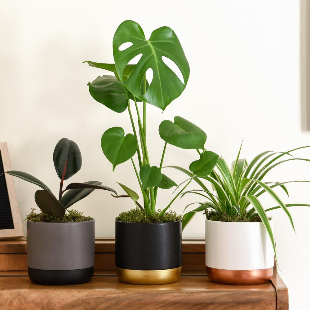 Thompson and Morgan Houseplant Urban Jungle Collection 4 Pack Image 1