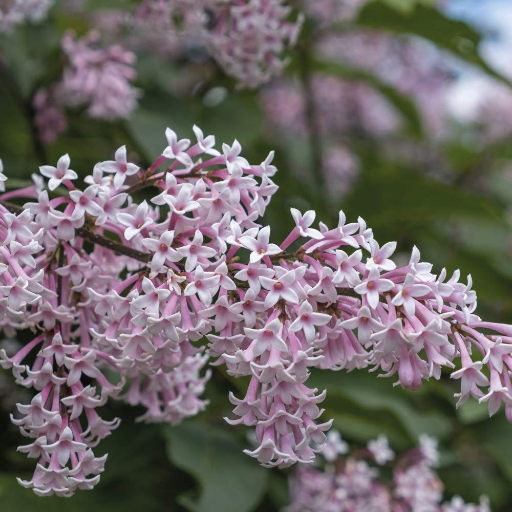Thompson and Morgan Lilac Josikaea Plant Pot 9cm Image 1