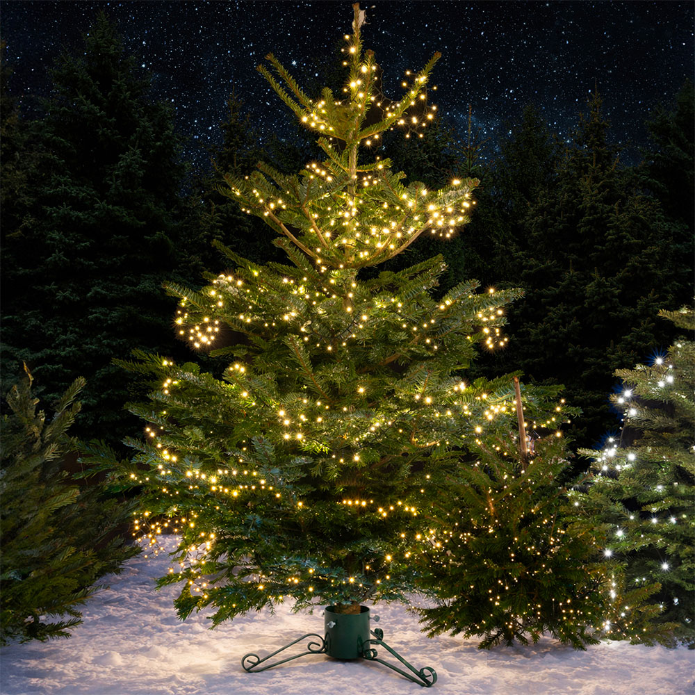 Nordman Fir Real Christmas Tree - Green / 8ft Image 2