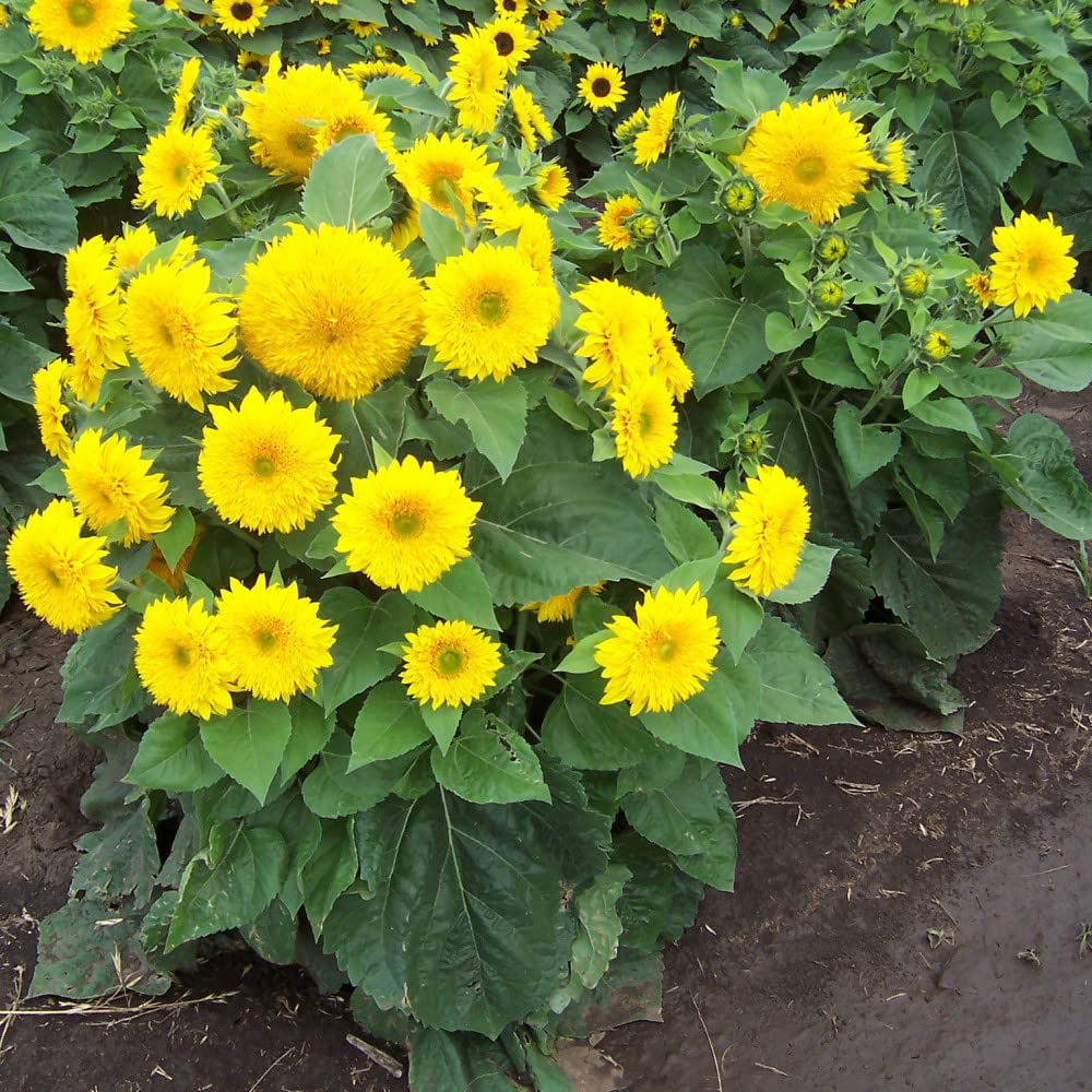 Thompson and Morgan Sunflower Sunshot Golds Mixed F1 Hybrid Seeds Image 2