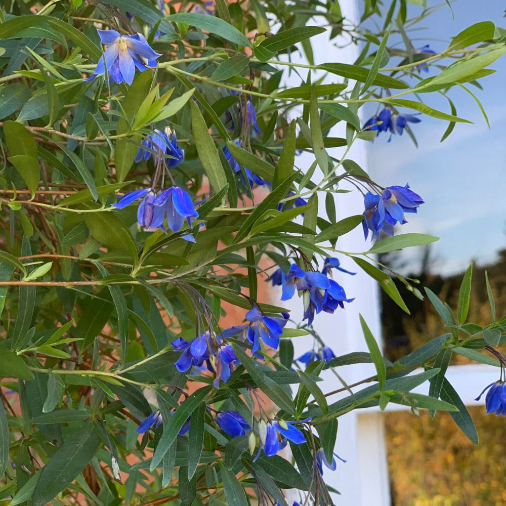 Thompson and Morgan Sollya Heterophylla Ultra Blue Plant Pot 9cm Image 3