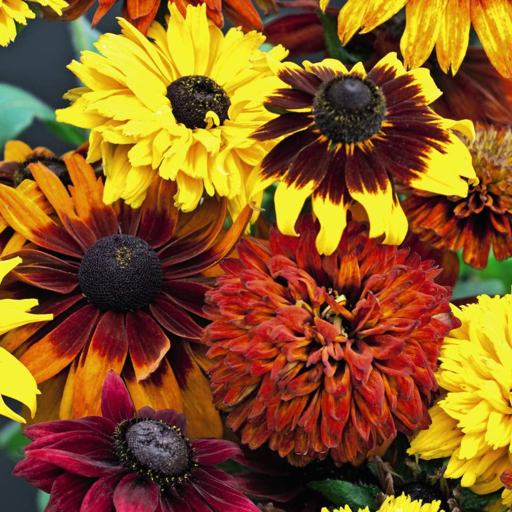 Thompson and Morgan Rudbeckia All Sorts Mixed Plug Plant 36 Pack Image 1