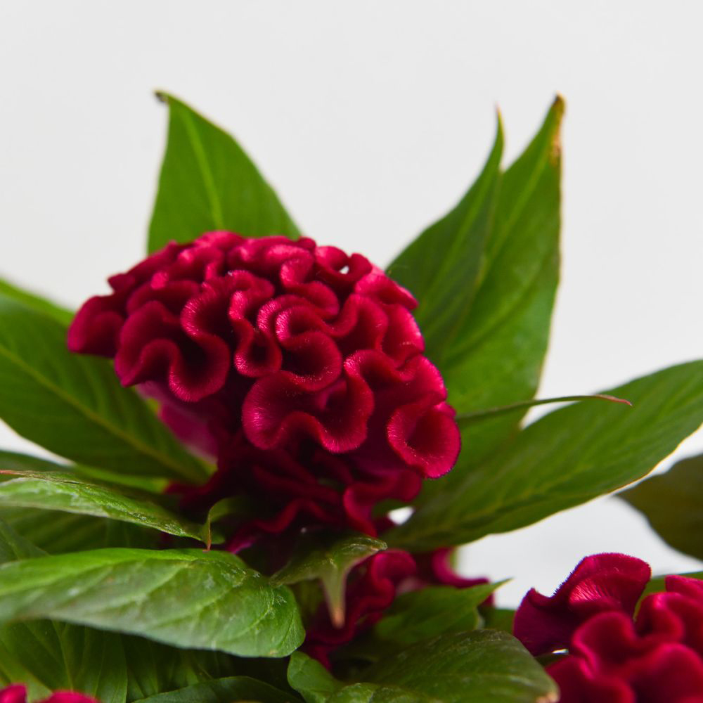 Thompson and Morgan Celosia Hot Topic Mix Potted Plant 2cm Image 2