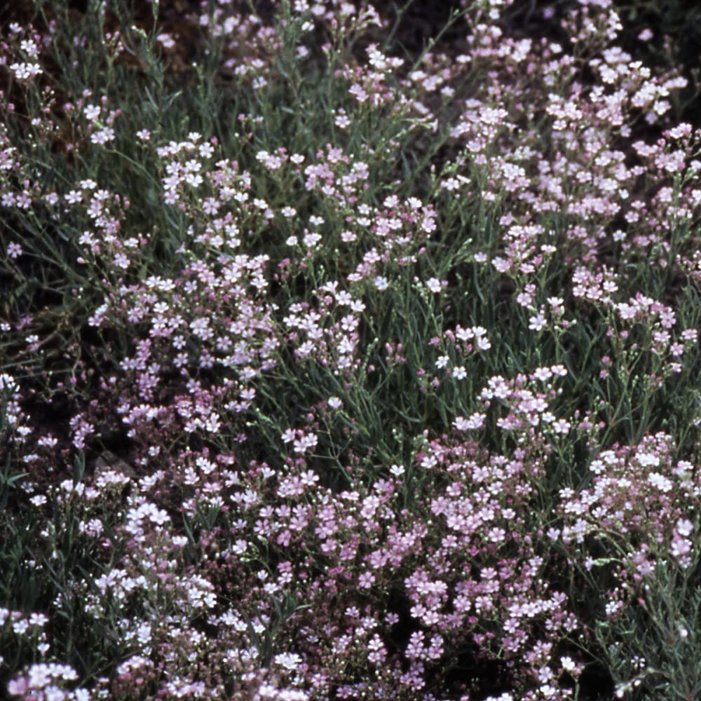 Thompson & Morgan Gypsophila Rosea Bare Root 6 Pack Image 4